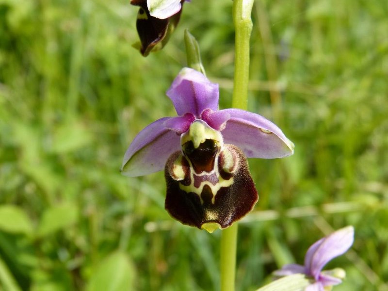 Ophrys bourdon 02